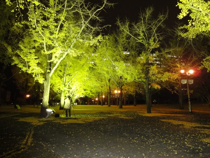 美しさ Lv1 0 熊本県庁 イチョウ並木ライトアップの夜景 夜景ワールド