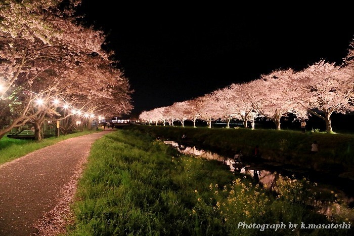 美しさ Lv3 0 草場川の桜並木のライトアップ の夜景 夜景ワールド